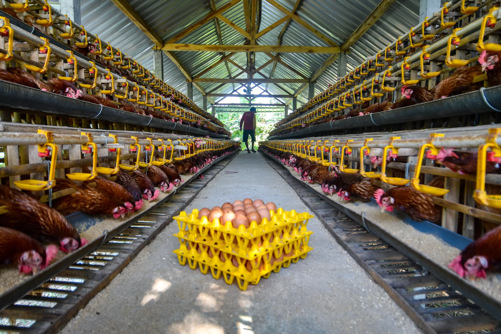 Tumpukan rak telur berisi telur ayam di lorong kandang ayam petelur dengan peternak berjalan di ujung lorong