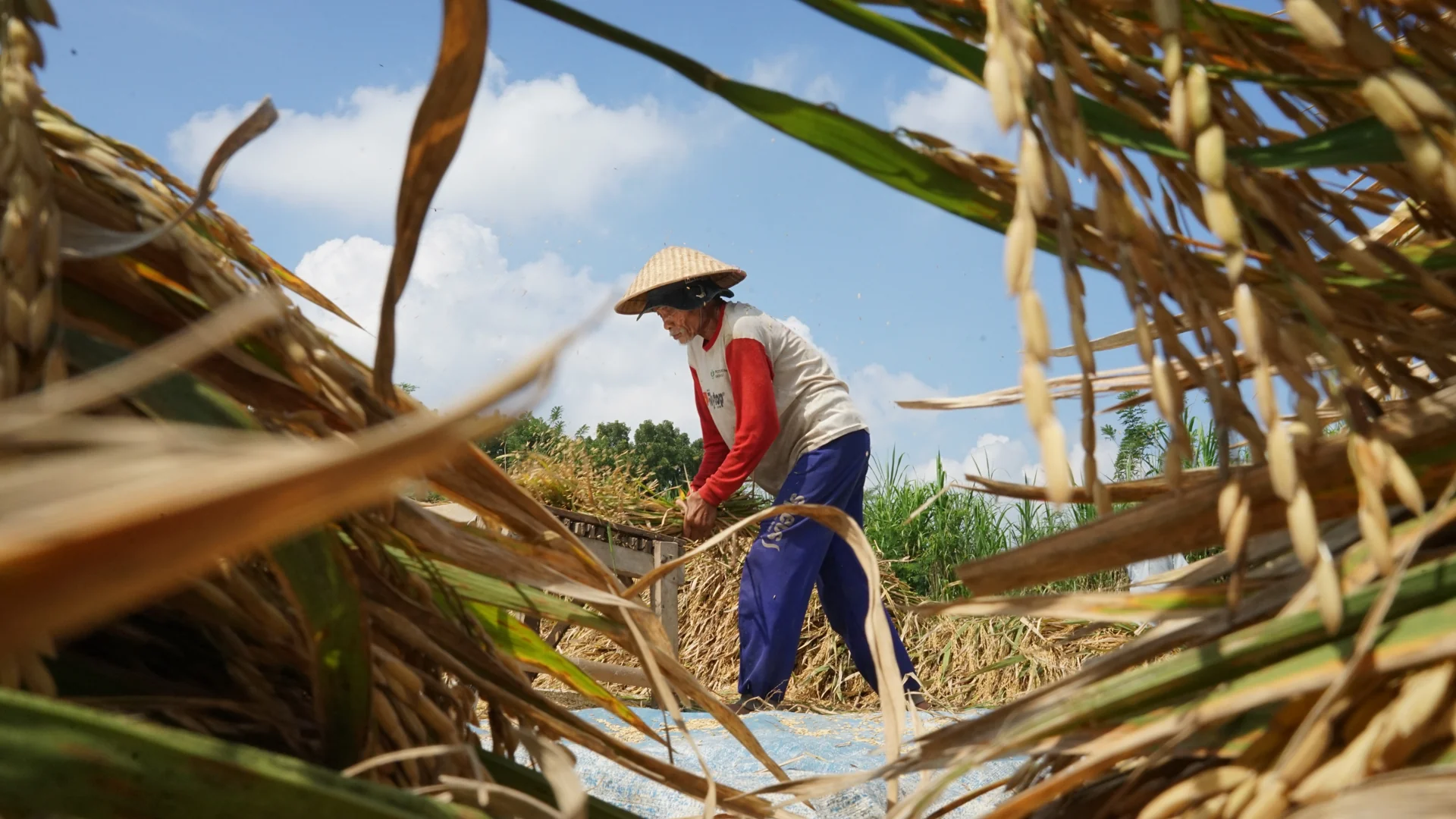 Petani bercaping merontokkan padi hasil panen secara tradisional di sawah Kabupaten Malang